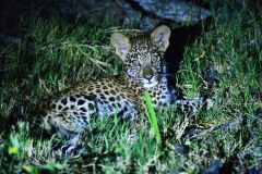 Leopard Cub