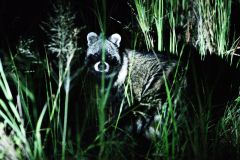 African Civet