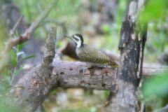 Bearded Woodpecker