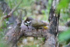 Bearded Woodpecker