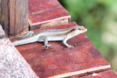 Wahlberg's Striped Skink