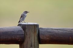 Spotted Flycatcher