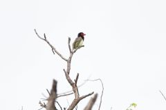 Black-Collared Barbet