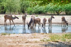 Kudu