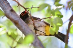 Black-Fronted Bulbul