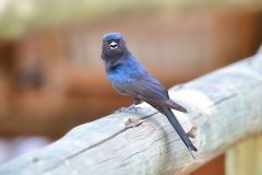 Fork-Tailed Drongo