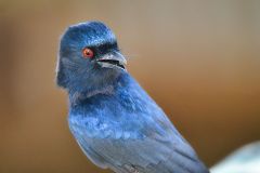 Fork-Tailed Drongo