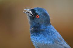 Fork-Tailed Drongo