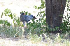 Pale Chanting-Goshawk