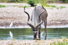 Kudu