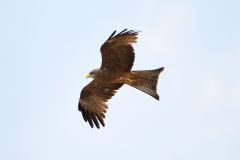 Black Kite