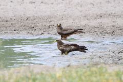 Black Kite