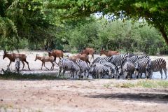 Zebra and Hartebeest