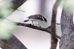 White-Browed Sparrow-Weaver