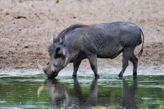 Warthog