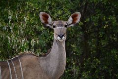 Kudu