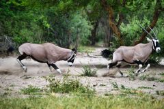 Gemsbok