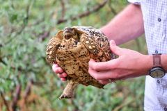 Leopard Tortoise