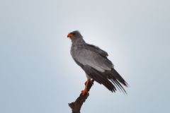 Dark Chanting-Goshawk