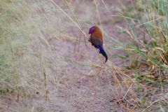 Violet-Eared Waxbill