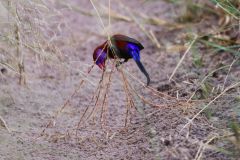 Violet-Eared Waxbill