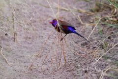 Violet-Eared Waxbill