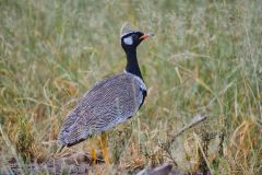 White-Quilled Bustard