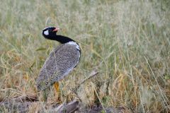 White-Quilled Bustard