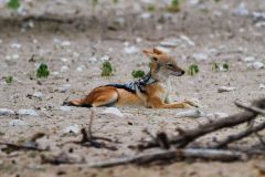 Black-Backed Jackal