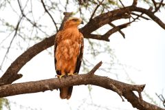 Tawny Eagle