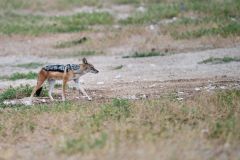 Black-Backed Jackal