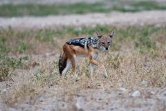 Black-Backed Jackal