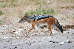 Black-Backed Jackal