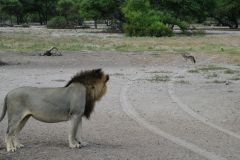 Lion and Black-Backed Jackal