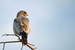 Pale Chanting-Goshawk