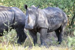 White Rhinoceros