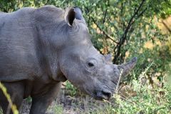 White Rhinoceros