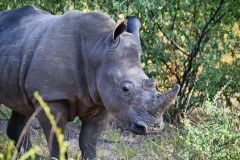 White Rhinoceros