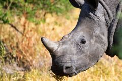 White Rhinoceros