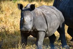 White Rhinoceros