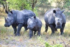 White Rhinoceros