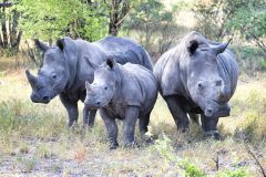 White Rhinoceros