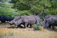 White Rhinoceros