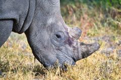 White Rhinoceros