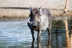 Warthog