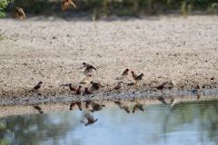 Black-Faced Waxbill