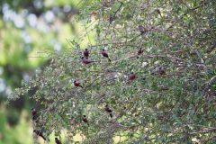 Black-Faced Waxbill