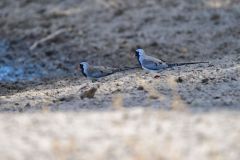 Namaqua Dove