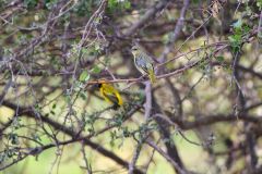 Village Weaver