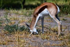 Springbok